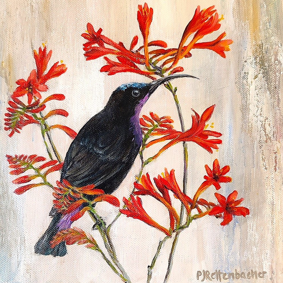 Sunbird Coral