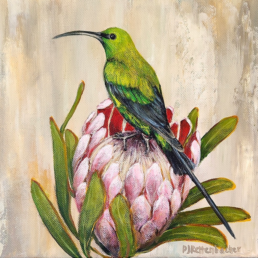 Sunbird on Protea
