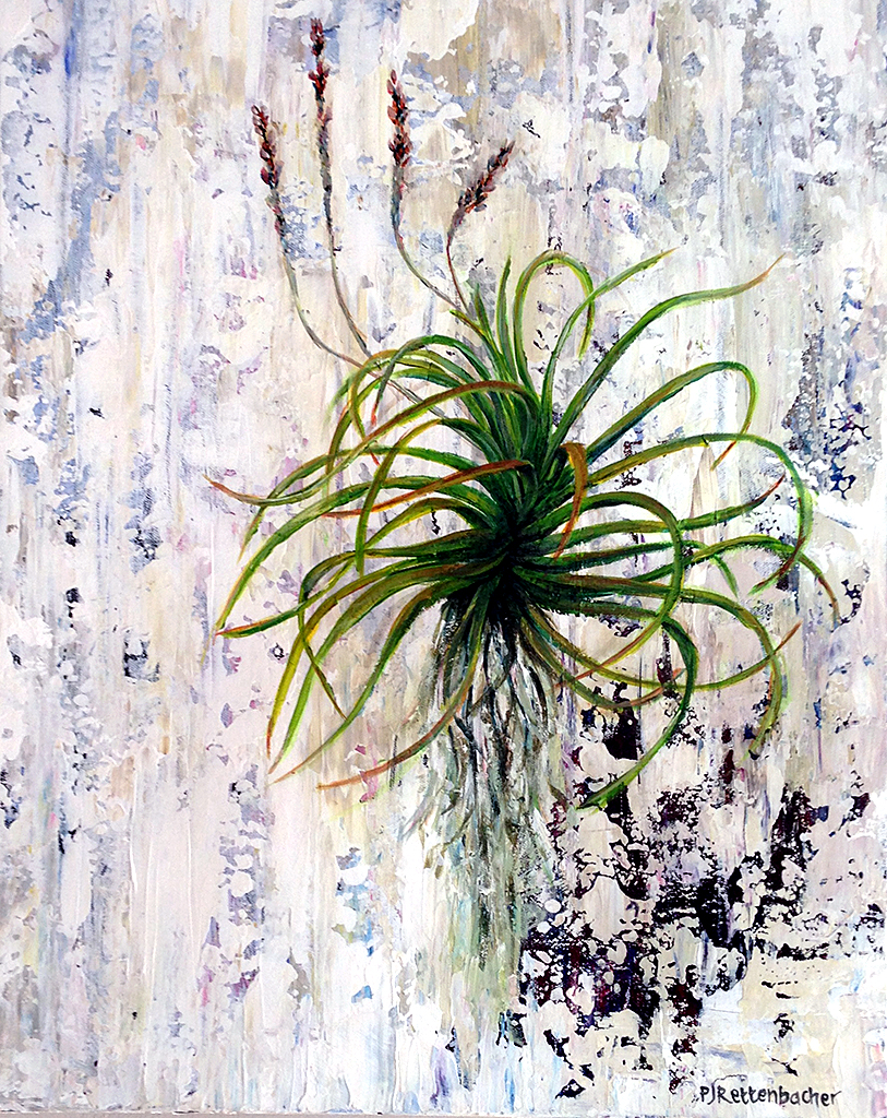 Aloe 6