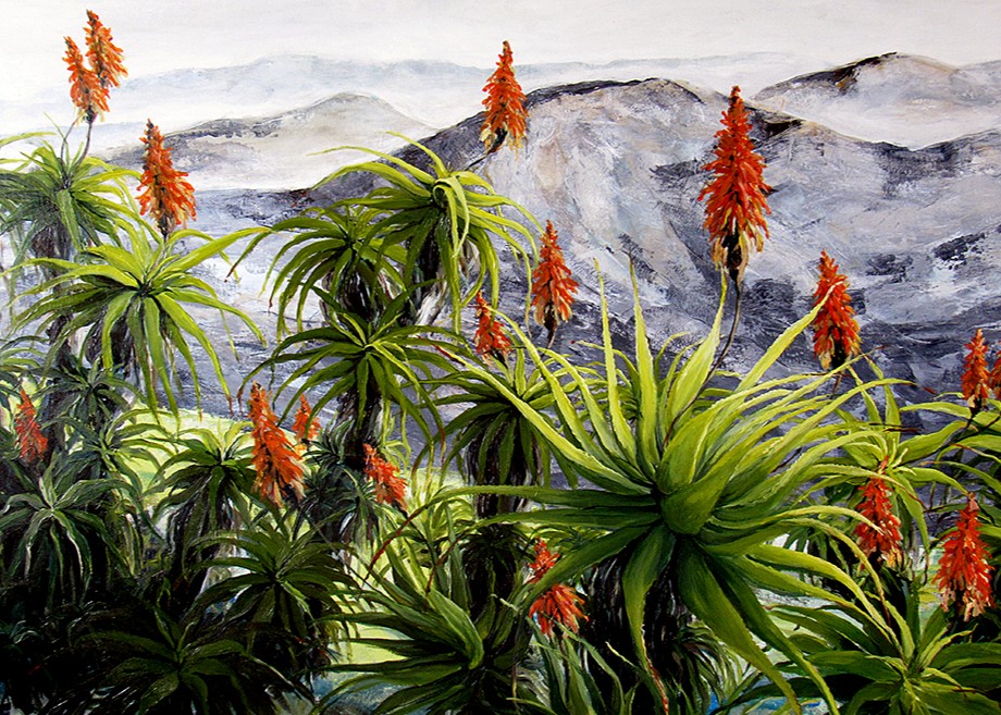 Drakensberg Aloes