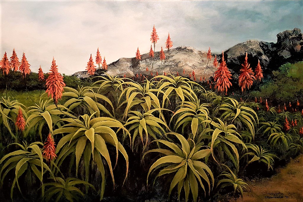 Wild Aloes