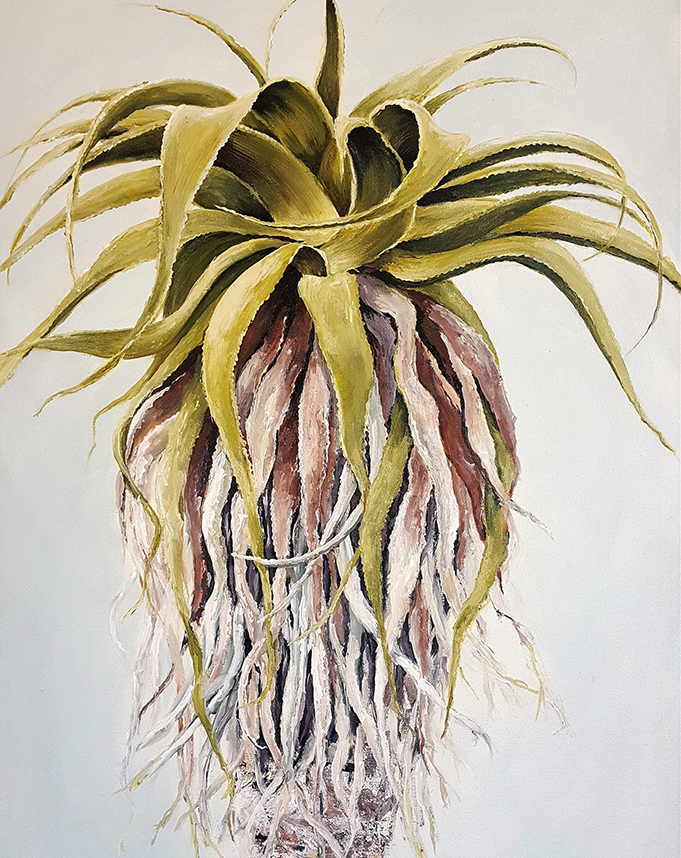 Aloe 1